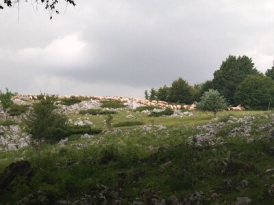 Poslednji suvoplaninski ovčar na planini je već pola veka Poslednji suvoplaninski ovčar na planini je već pola veka