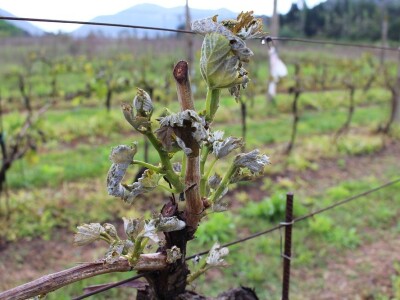 Posljedice mraza, slane i niskih temperatura na vinovoj lozi u Vrgoračko-neretvanskom polju