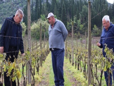 Posljedice elementarne nepogode (mraz, slana) na vinogradima u Vrgoračko-neretvanskom polju (Staševica)
