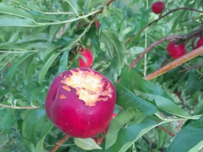 Posljedice olujnog nevremena u BiH