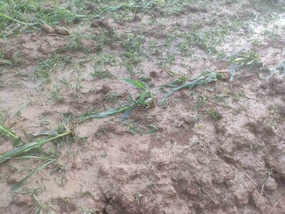 Posljedice olujnog nevremena u BiH