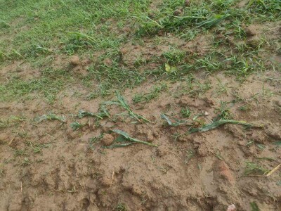 Posljedice olujnog nevremena u BiH