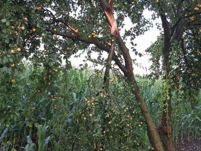 Posljedice tuče