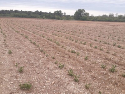 POSLJEDICE TUČE NA STANKOVAČKOM I BENKOVAČKOM PODRUČJU - Vinogradar Božo Bačić u 40 minuta ostao bez 350 tisuća kuna!