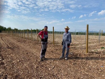 POSLJEDICE TUČE NA STANKOVAČKOM I BENKOVAČKOM PODRUČJU - Vinogradar Božo Bačić u 40 minuta ostao bez 350 tisuća kuna!