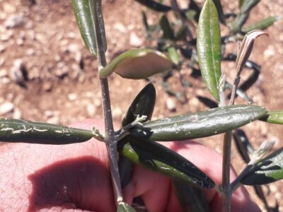 POSLJEDICE TUČE NA STANKOVAČKOM I BENKOVAČKOM PODRUČJU - Vinogradar Božo Bačić u 40 minuta ostao bez 350 tisuća kuna!