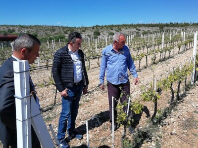 POSLJEDICE TUČE NA STANKOVAČKOM I BENKOVAČKOM PODRUČJU - Vinogradar Božo Bačić u 40 minuta ostao bez 350 tisuća kuna!