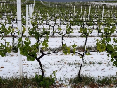 POSLJEDICE TUČE NA STANKOVAČKOM I BENKOVAČKOM PODRUČJU - Vinogradar Božo Bačić u 40 minuta ostao bez 350 tisuća kuna!