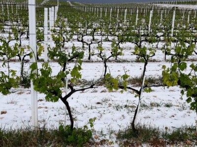 POSLJEDICE TUČE NA STANKOVAČKOM I BENKOVAČKOM PODRUČJU - Vinogradar Božo Bačić u 40 minuta ostao bez 350 tisuća kuna!