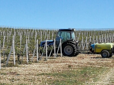 POSLJEDICE TUČE NA STANKOVAČKOM I BENKOVAČKOM PODRUČJU - Vinogradar Božo Bačić u 40 minuta ostao bez 350 tisuća kuna!