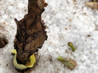 POSLJEDICE TUČE NA STANKOVAČKOM I BENKOVAČKOM PODRUČJU - Vinogradar Božo Bačić u 40 minuta ostao bez 350 tisuća kuna!