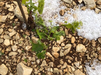 POSLJEDICE TUČE NA STANKOVAČKOM I BENKOVAČKOM PODRUČJU - Vinogradar Božo Bačić u 40 minuta ostao bez 350 tisuća kuna!