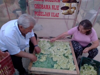 Posljednji Jankula - gledali ga kao čudaka, sad zgrće pare od biljaka i rakije od gljiva