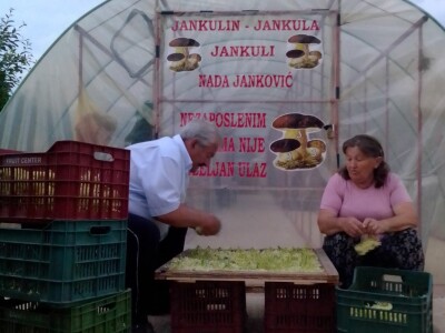 Posljednji Jankula - gledali ga kao čudaka, sad zgrće pare od biljaka i rakije od gljiva