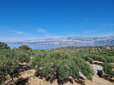 POSTIRA: Hrvati po drugi put prvaci svijeta u branju maslina