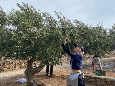 POSTIRA: Hrvati po drugi put prvaci svijeta u branju maslina