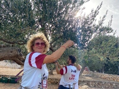 POSTIRA: Hrvati po drugi put prvaci svijeta u branju maslina