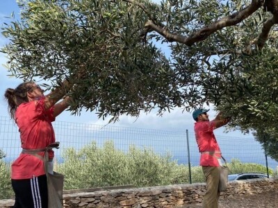 POSTIRA: Hrvati po drugi put prvaci svijeta u branju maslina