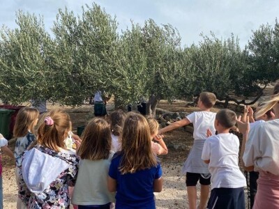 POSTIRA: Hrvati po drugi put prvaci svijeta u branju maslina