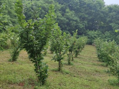 Postoji li u RH ekološka poljoprivreda?