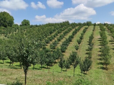 Postoji li u RH ekološka poljoprivreda?