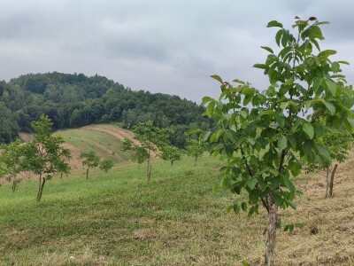 Postoji li u RH ekološka poljoprivreda?