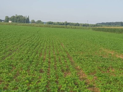 postrna sjetva postrna sjetva