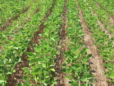 postrna sjetva postrna sjetva