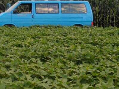 postrna sjetva postrna sjetva