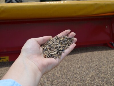 Postrna sjetva za zelenu gnojidbu Postrna sjetva za zelenu gnojidbu