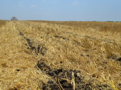 Postrna sjetva za zelenu gnojidbu Postrna sjetva za zelenu gnojidbu