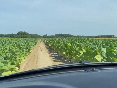 OPG Boris Đukić iz Gornjeg Miholjca