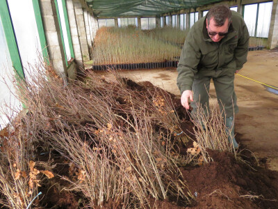 Pošumljavanje Pošumljavanje
