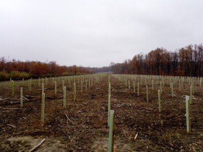 Pošumljavanje Pošumljavanje