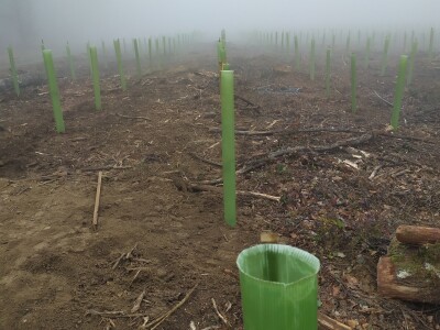 Pošumljavanje Pošumljavanje