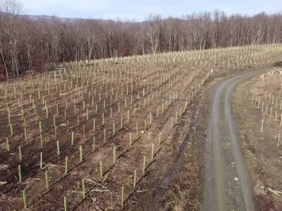 Pošumljavanje Pošumljavanje