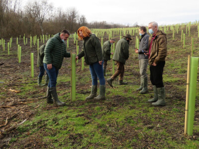 Pošumljavanje Pošumljavanje