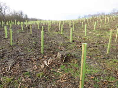 Pošumljavanje Pošumljavanje