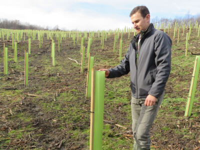 Pošumljavanje Pošumljavanje