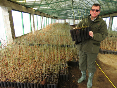 Pošumljavanje Pošumljavanje