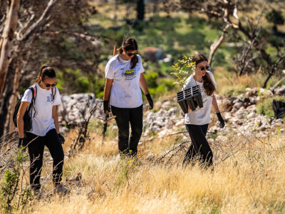 Pošumljavanje Biokova