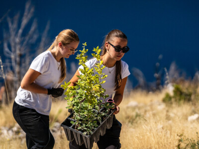 Pošumljavanje Biokova