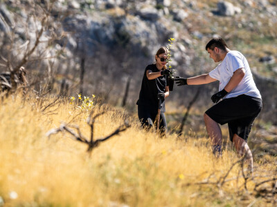 Pošumljavanje Biokova