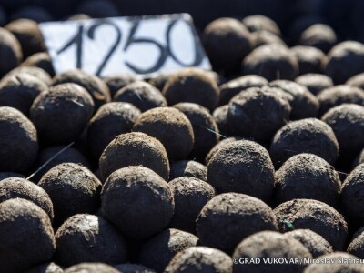 Pošumljavanje dronovima