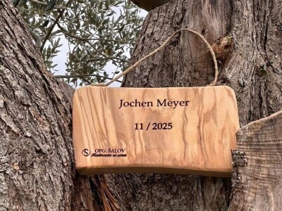 Posvojene stoljetne masline u Marinskoj Zagori unikatni poklon za Novu godinu