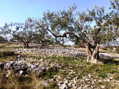 Posvojene stoljetne masline u Marinskoj Zagori unikatni poklon za Novu godinu