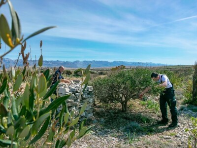 POTHVAT NA PAGU - Podigao skoro dva metra visoki suhozid da zaštiti masline od bure i posolice POTHVAT NA PAGU - Podigao skoro dva metra visoki suhozid da zaštiti masline od bure i posolice