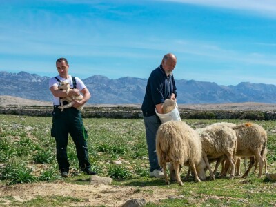POTHVAT NA PAGU - Podigao skoro dva metra visoki suhozid da zaštiti masline od bure i posolice POTHVAT NA PAGU - Podigao skoro dva metra visoki suhozid da zaštiti masline od bure i posolice