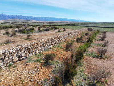 POTHVAT NA PAGU - Podigao skoro dva metra visoki suhozid da zaštiti masline od bure i posolice POTHVAT NA PAGU - Podigao skoro dva metra visoki suhozid da zaštiti masline od bure i posolice