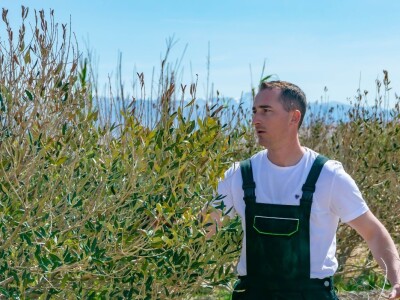 POTHVAT NA PAGU - Podigao skoro dva metra visoki suhozid da zaštiti masline od bure i posolice POTHVAT NA PAGU - Podigao skoro dva metra visoki suhozid da zaštiti masline od bure i posolice